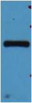 Anti-mStrawberry Polyclonal Antibody
