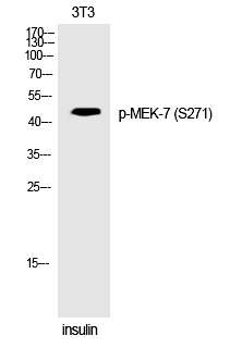 Anti-Phospho-MEK-7 (Ser271) Polyclonal Antibody