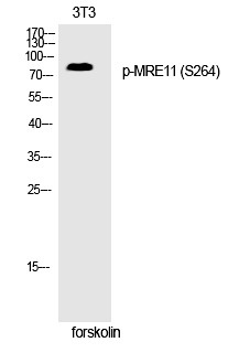 Anti-Phospho-MRE11 (Ser264) Polyclonal Antibody