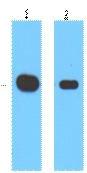 Anti-MYC Tag Antibody (7Y645)