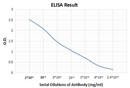 Mouse Anti-Human IgG Light Chain (Kappa Chain) Secondary Antibody-HRP (6Y698)