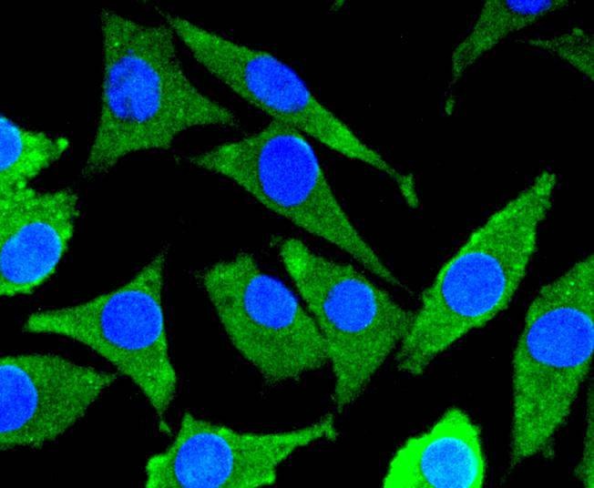 Anti-MEK-7 Antibody (9U312)
