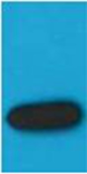 Anti-mStrawberry Antibody (9P369)