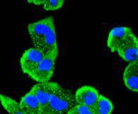 Anti-MEK5 Antibody (4P780)