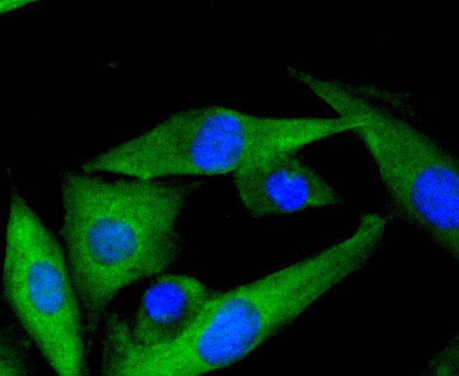 Anti-MEK-7 Antibody (9U312)