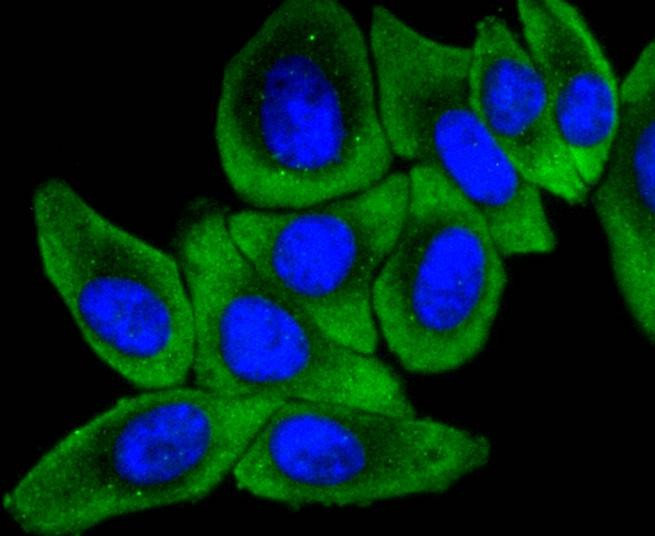 Anti-MEKK2 Antibody (5G332)