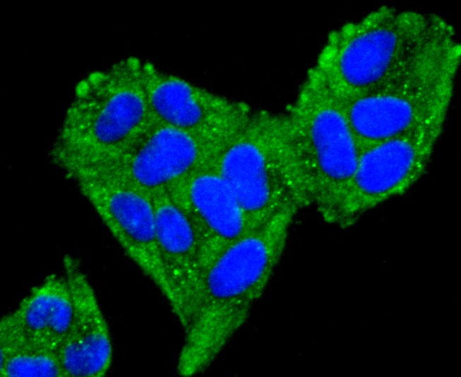 Anti-mtTFA Antibody (9N379)