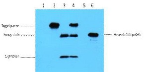 Anti-MYC Tag Antibody (7Y645)