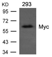 Anti-MYC Antibody (5D921)