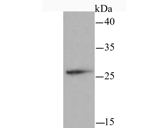 Anti-mtTFA Antibody (9N379)