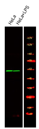 Anti-Phospho-MST3 (Thr18) Polyclonal Antibody