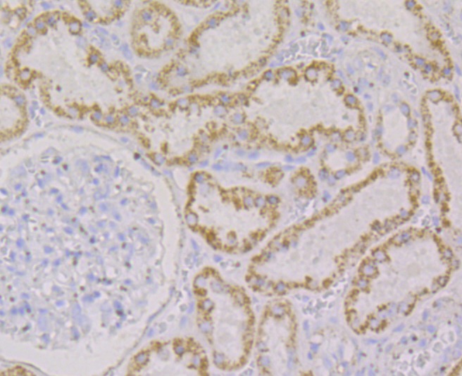 Anti-MAOB Antibody (1T245)