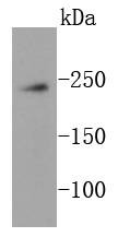 Anti-mTOR Antibody (7U757)