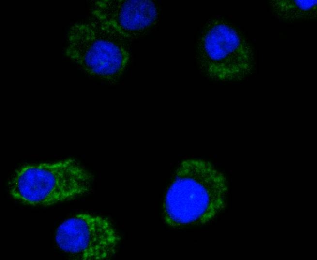 Anti-MTCO2 Antibody (5B251)