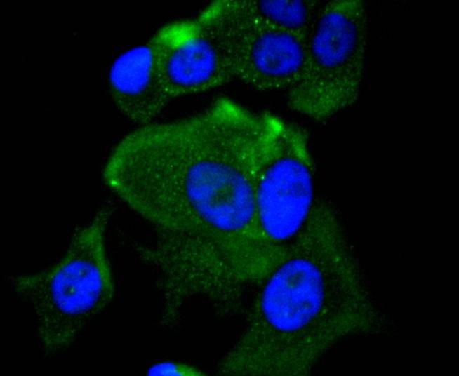 Anti-MEKK2 Antibody (5G332)