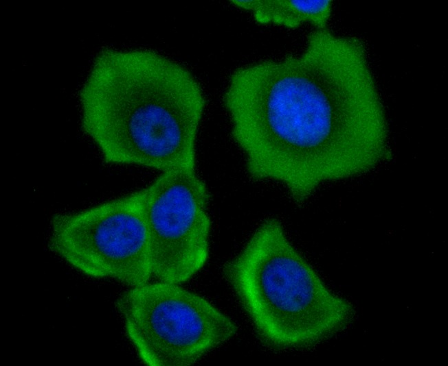Anti-mtTFA Antibody (9N379)
