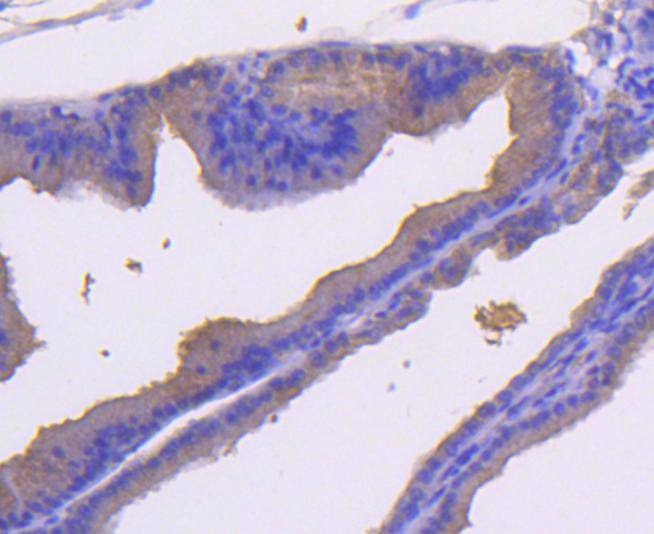 Anti-MEK-7 Antibody (9U312)