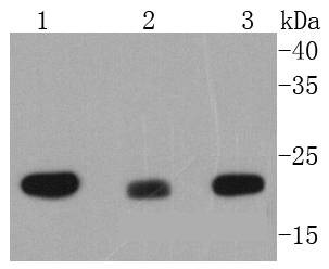 Anti-MTCO2 Antibody (5B251)