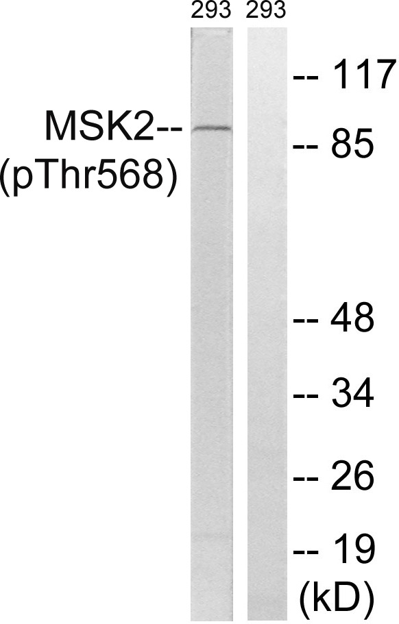 Anti-Phospho-MSK2 (Thr568) Polyclonal Antibody
