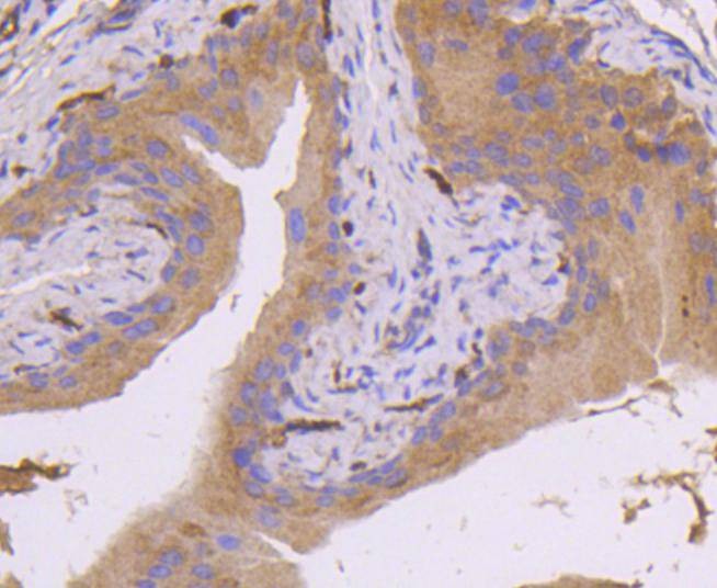 Anti-MEK-7 Antibody (9U312)