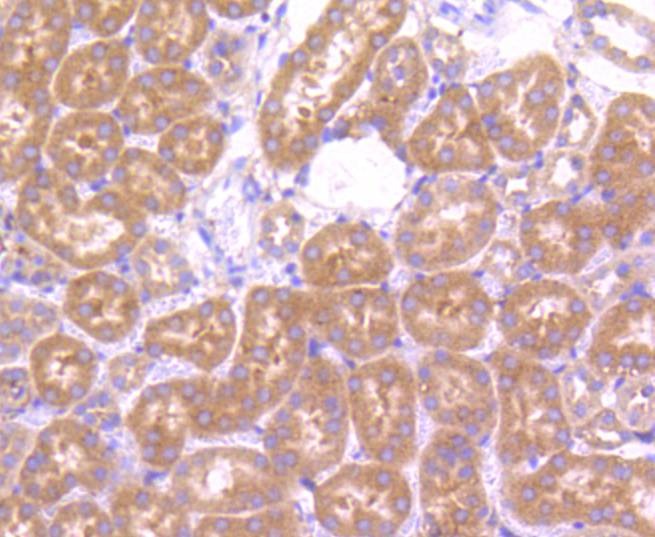 Anti-mTOR Antibody (7U757)