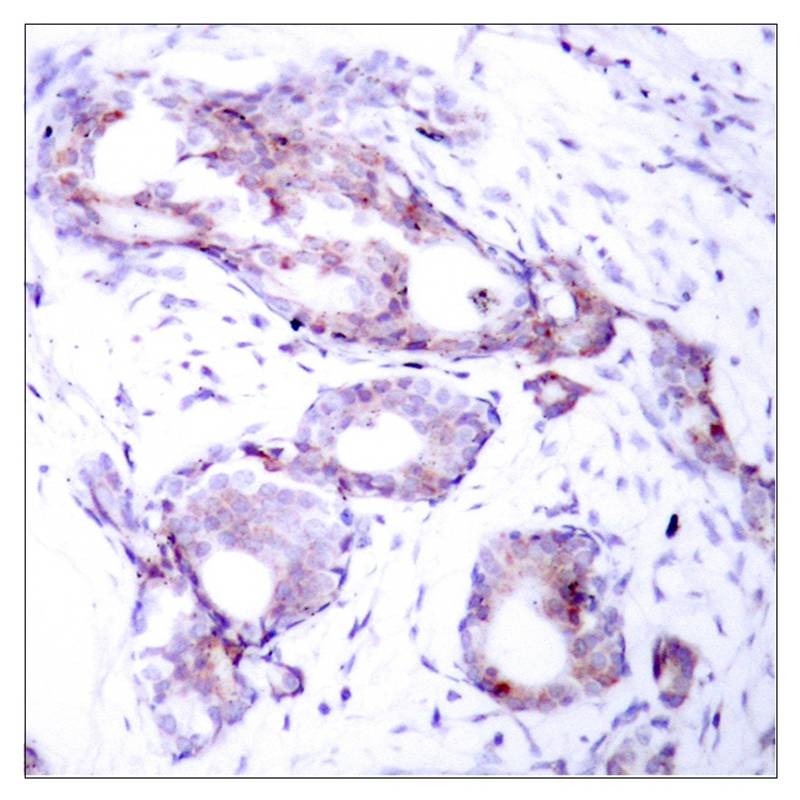 Anti-Phospho-MYC (Ser373) Polyclonal Antibody