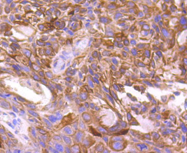 Anti-mTOR Antibody (7U757)