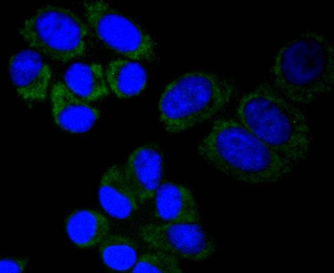 Anti-MTCO2 Antibody (5B251)