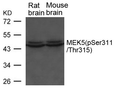 Anti-Phospho-MEK5 (Ser311, Thr315) Polyclonal Antibody