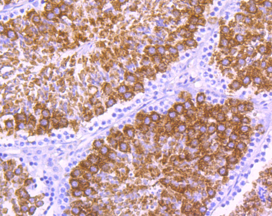 Anti-MSY2 Antibody (2H206)