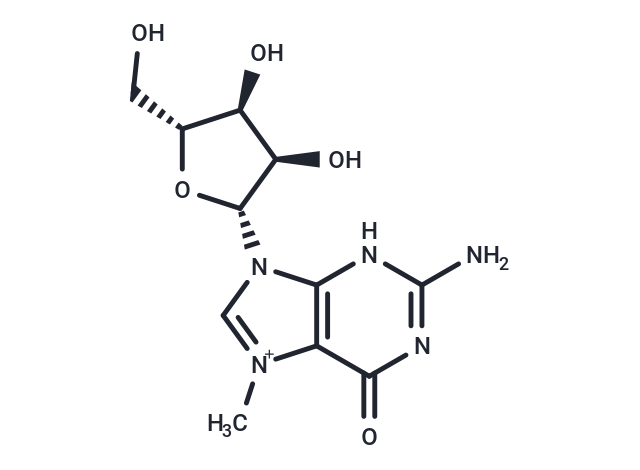7-Methylguanosine