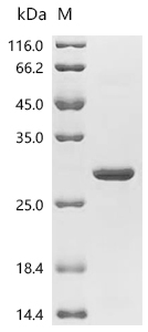 HLA-DPA1 Protein, Human, Recombinant (His)