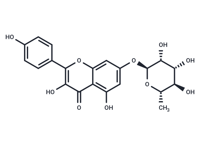 Kaempferol-7-O-rhamnoside