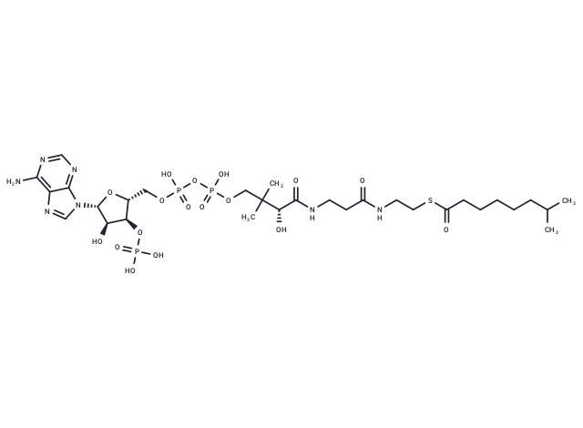 7-Methyloctanoyl-CoA