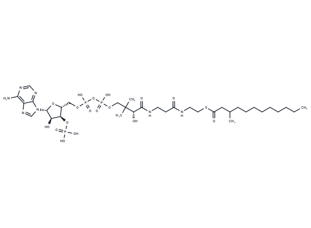 3-Methyldodecanoyl-CoA