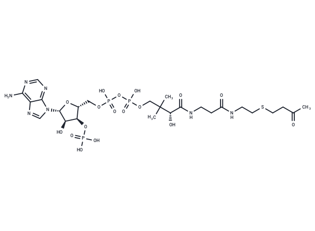 S-(3-Oxobutyl)-CoA