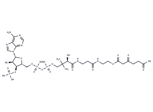3-Oxoadipyl-CoA
