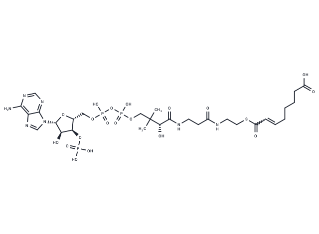 trans-2-Octenedioyl-CoA