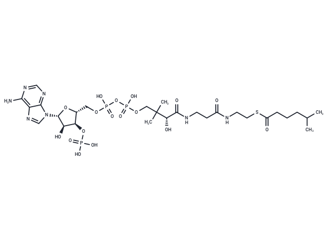 5-Methylhexanoyl-CoA