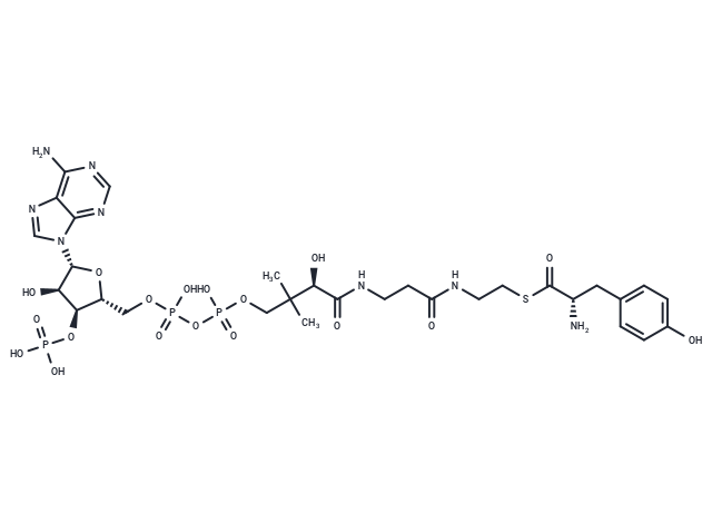 L-Tyrosine-CoA