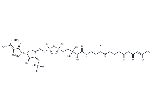 5-Methyl-3-oxo-4-hexenoyl-CoA