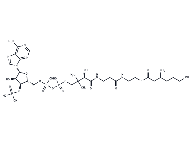 3-Methylheptanoyl-CoA