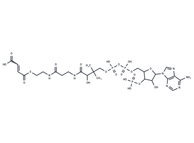 Maleyl-CoA