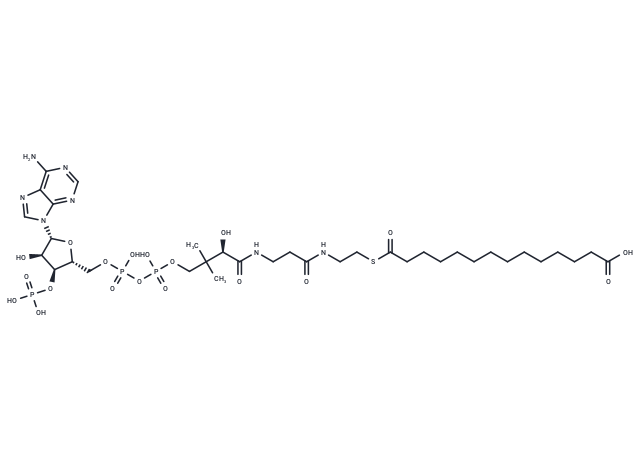 Tetradecanedioyl-CoA