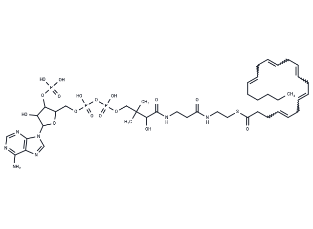S-4,7,10,13,16-Docosapentaenoate-CoA