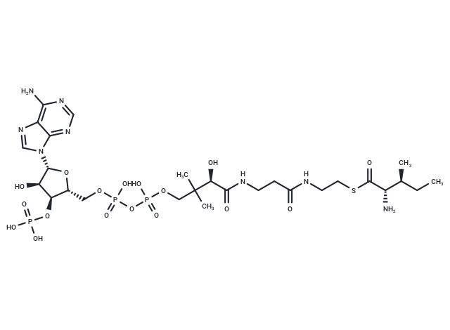 L-Isoleucine-CoA