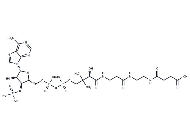 Succinamide-CoA