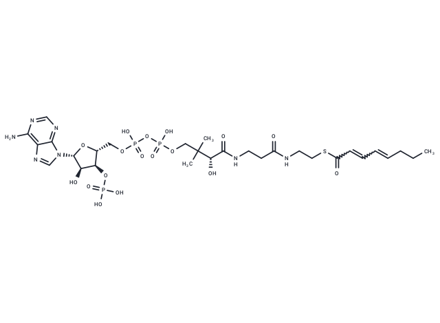 trans,trans-Octa-2,4-dienoyl-CoA