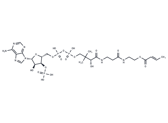trans-Crotonyl CoA