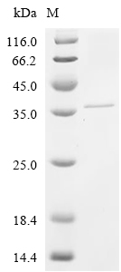 LptA Protein, E. coli, Recombinant (His & SUMO)